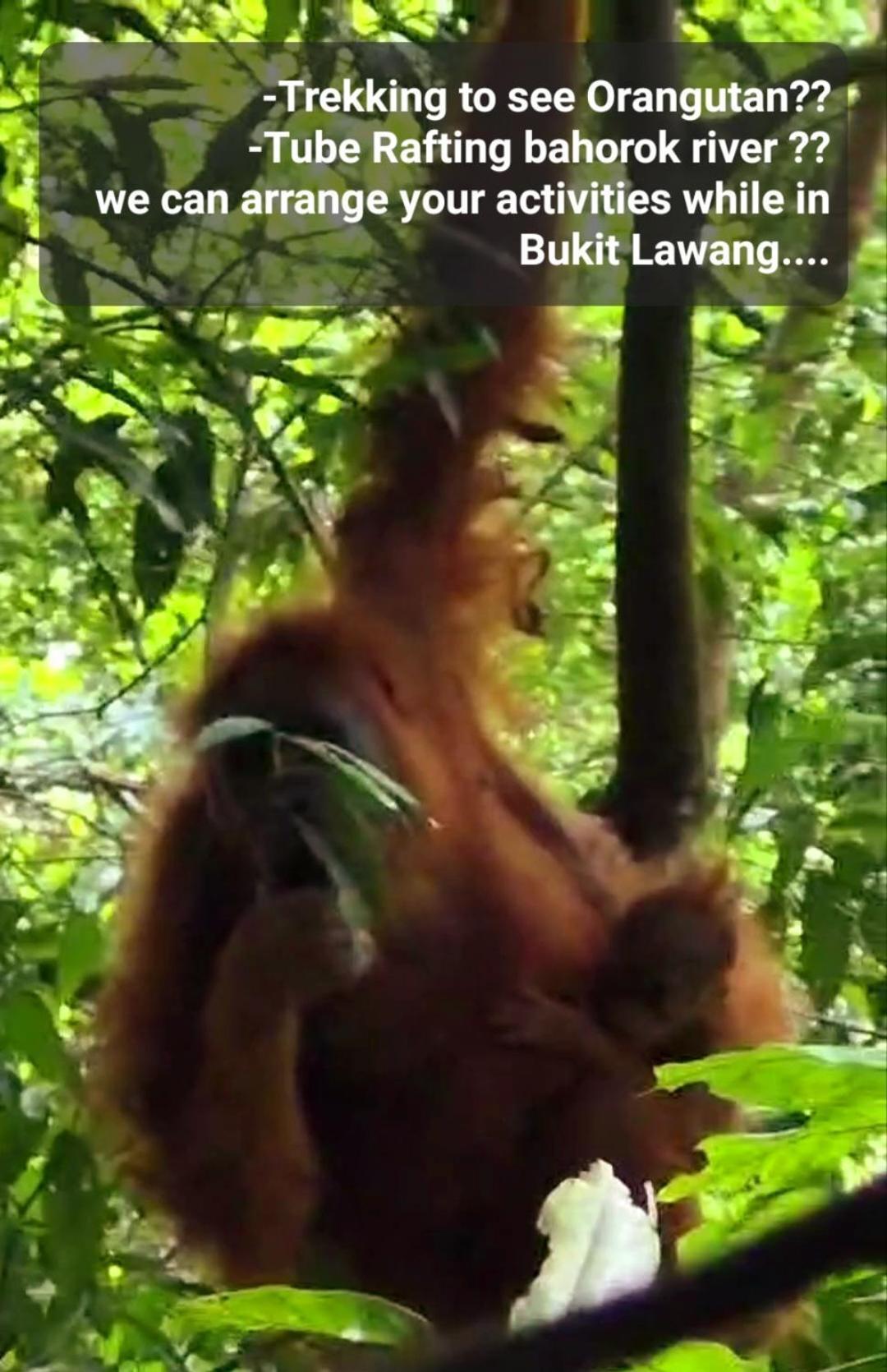 ETALAUSER Jungle Gate EcoResort Bukit Lawang Exterior foto