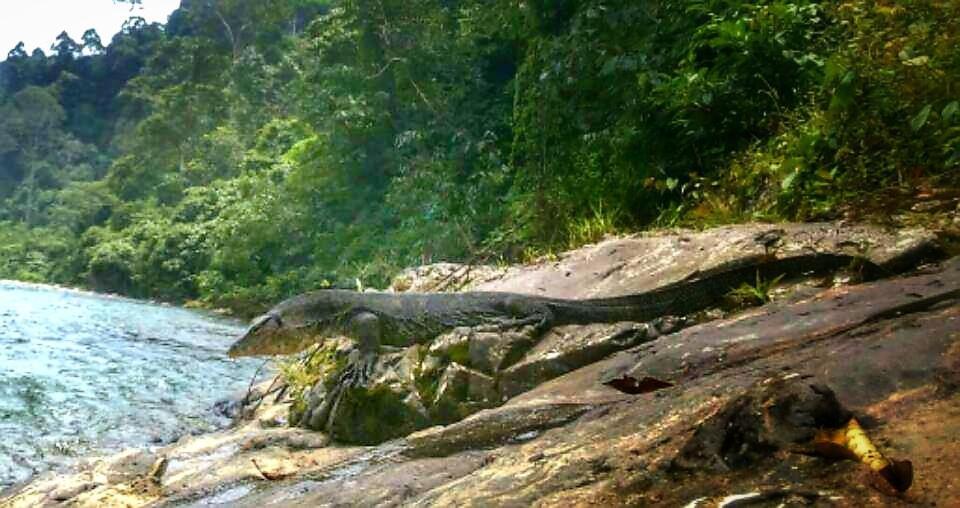 ETALAUSER Jungle Gate EcoResort Bukit Lawang Exterior foto